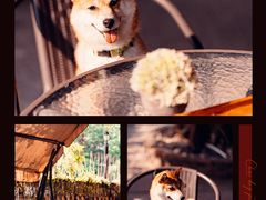 -柴犬高等学院·狗咖·柴犬售卖·宠物训练