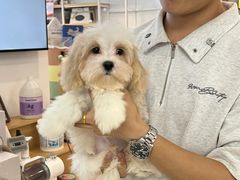 -翊宠yipet猫狗购宠庄园犬舍•猫舍