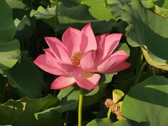 -莲花池公园