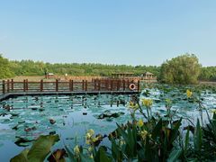 -大湾区中央湿地公园