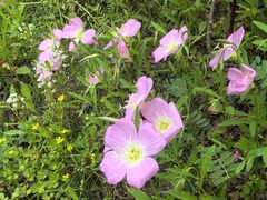 -昆山城市生态森林公园