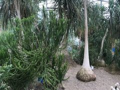 -南山植物园