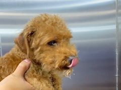 -伟伟宠物医院·CT影像中心·瑞派犬猫综合性门诊(汉口总院)