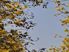 -洲头咀公园