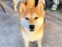 -柴犬高等学院·狗咖·柴犬售卖·宠物训练