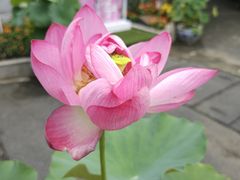 -陈家山荷花公园