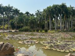 -中国科学院西双版纳热带植物园