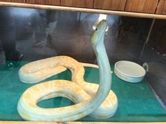 -上海大自然野生昆虫馆(东方明珠·爬宠昆虫探索中心)