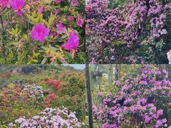 -玉苍山国家森林公园