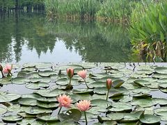 -白鹭湾湿地公园