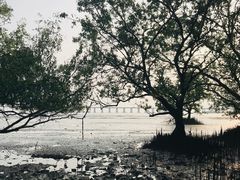 -宝安西湾红树林湿地公园