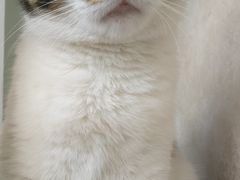-宠爱国际动物医院· 猫科· 外科·中兽医(长白店)