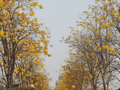 -洲头咀公园