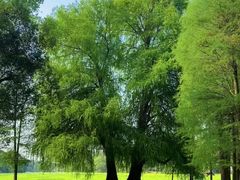 -南宁良凤江国家森林公园