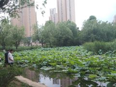 -前关湿地公园