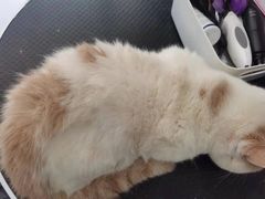 -四月宠物医院·猫专科·心脏专科·内科(转塘店)