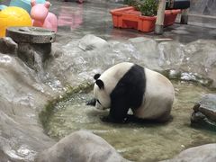 -栾川竹海野生动物园