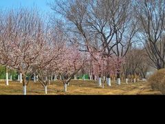 -永定河休闲森林公园