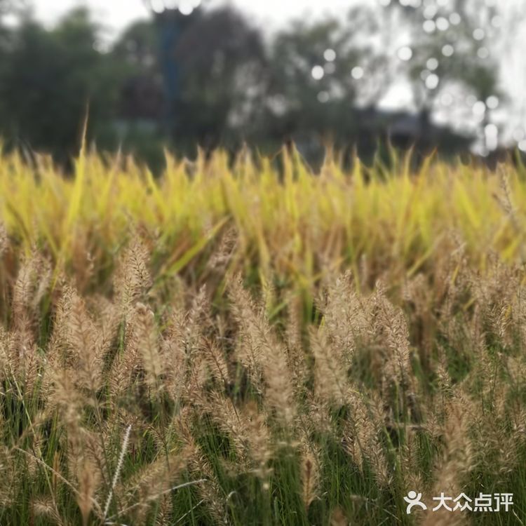 一场说走就走的金黄之旅