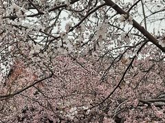 -桃花堤公园