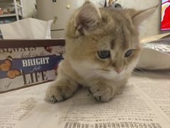 -瑞派宠物医院·犬猫全科·猫友好(宾水西道店)