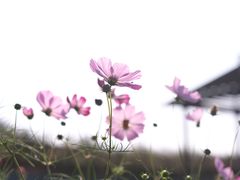 -潭柘厚院&山顶烤肉(潭柘寺店)