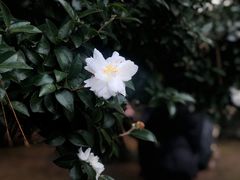 -名古屋城