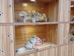 -猫十亿·布偶金渐层·曼基康矮脚猫舍(青年路店)