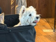 -溪岸路花鸟市场