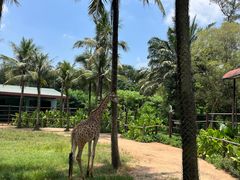 -海南热带野生动植物园