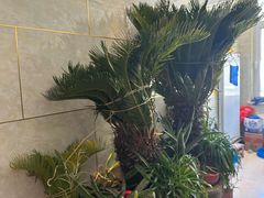 -宾朋海鲜饭庄(兴海路店)