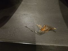 -百事佳烧鸭牛腩(上海虹桥站店)