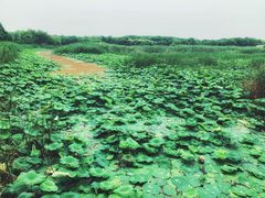 -同里国家湿地公园