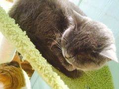 -猫小院猫主题餐厅(三里屯店)
