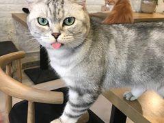 -平行世界·猫咖(首经贸店)