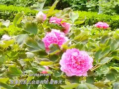 -西安牡丹苑