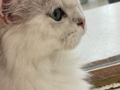-共舞时光猫咖·狗咖(新街口店)