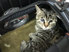 -宠颐生中康贝怡动物医院