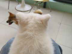 -怪兽屋·羊驼·猫咖·狗咖(俊华广场店)