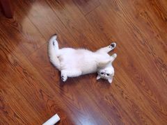 -东方名猫馆·英短金渐层布偶猫舍(环线广场1号楼店)