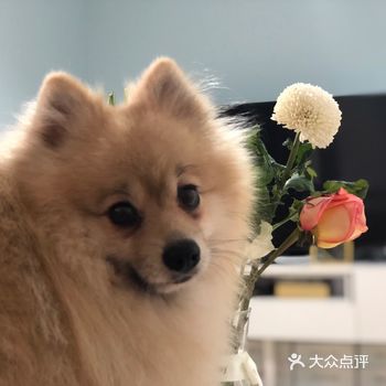 ❃— 社区里的明星汪 —❃