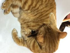 -李小姐の猫咖啡馆(五角场店)