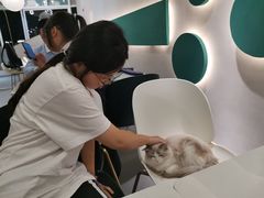 -飞行喵MR PILOT|猫舍·猫咖(静安大融城店)