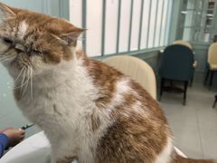 -安格丽娜·狗咖·猫咖羊驼咖(春熙路百盛商场店)
