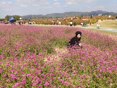 -径山花海