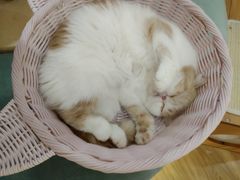-滚猫咖啡·猫咖·猫友好撸猫(未来城店)
