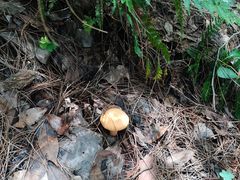 -铁山坪森林公园