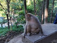 -黔灵山公园