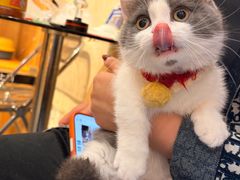 -欣宠猫屋·矮脚拿破仑·蓝金金渐层