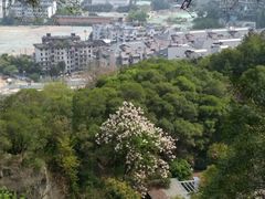 -金鸡山公园
